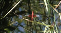 Brachythemis lacustris