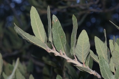 Quercus grisea
