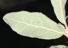 Quercus grisea