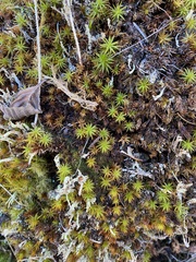 Cladonia subsquamosa