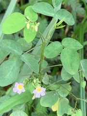 Oxalis barrelieri