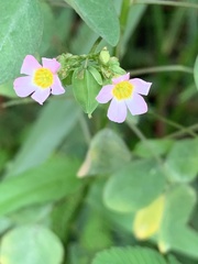 Oxalis barrelieri