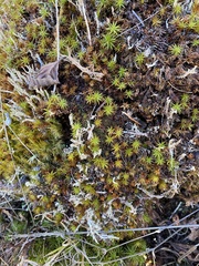 Cladonia subsquamosa