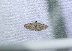 Sigilliclystis insigillata