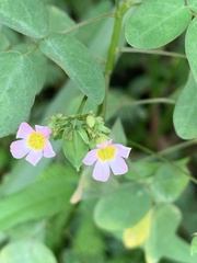 Oxalis barrelieri