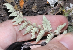 Myriopteris rufa
