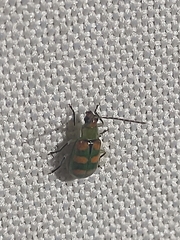 Diabrotica speciosa