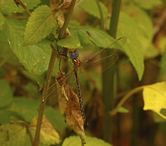 Austrogynacantha heterogena