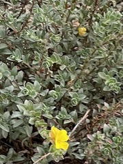 Camissoniopsis cheiranthifolia