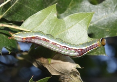 Lochmaeus