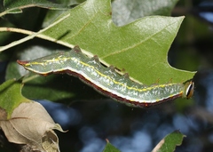 Lochmaeus