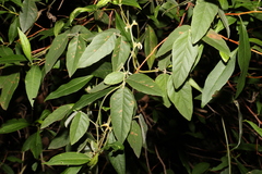 Kennedia rubicunda