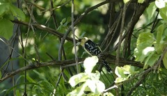 Trachyphonus vaillantii