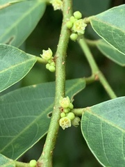 Bridelia tomentosa