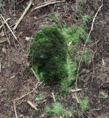 Racomitrium occidentale