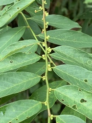 Bridelia tomentosa