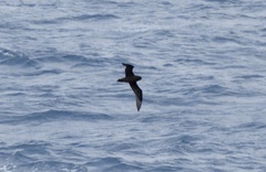Procellaria aequinoctialis
