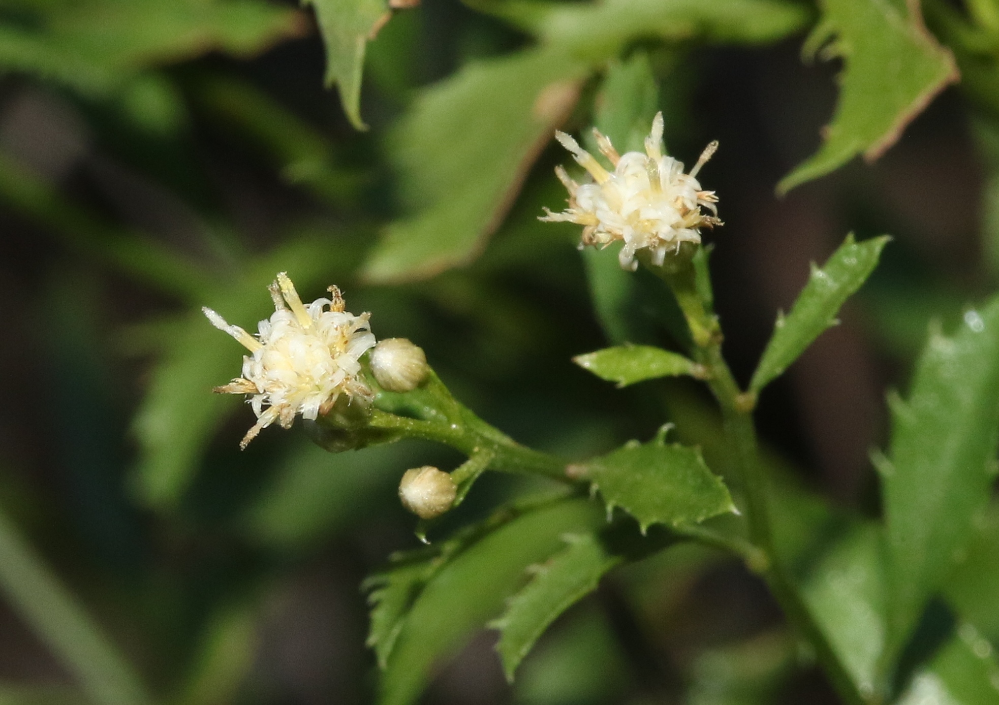 Baccharis bigelovii