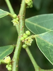 Bridelia tomentosa