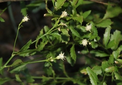 Baccharis bigelovii