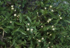 Baccharis bigelovii