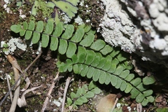 Asplenium resiliens