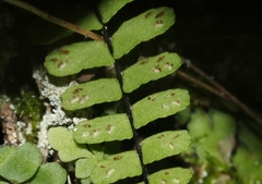 Asplenium resiliens