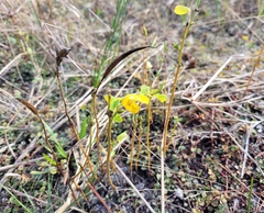 Cassiinae