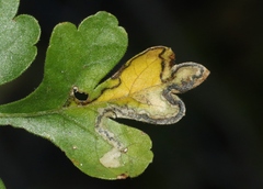 Stigmella prunifoliella