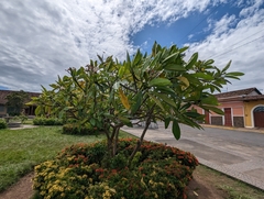 Plumeria pudica