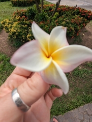 Plumeria pudica