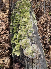 Cerrena unicolor