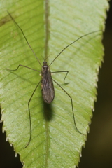 Amphineurus