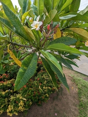 Plumeria pudica