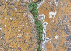 Pleopeltis riograndensis