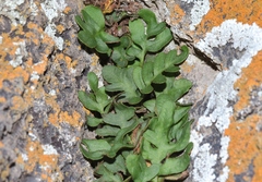 Pleopeltis riograndensis