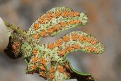 Pleopeltis riograndensis