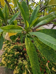 Plumeria pudica
