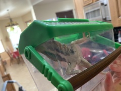 Sceloporus uniformis