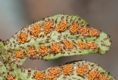 Pleopeltis riograndensis