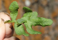 Pleopeltis riograndensis