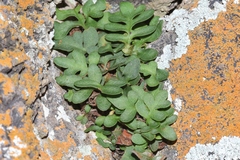 Pleopeltis riograndensis