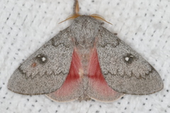 Syssphinx heiligbrodti