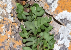 Pleopeltis riograndensis