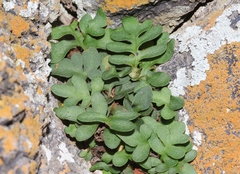 Pleopeltis riograndensis