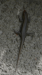 Trachylepis