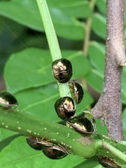 Brachyplatys subaeneus