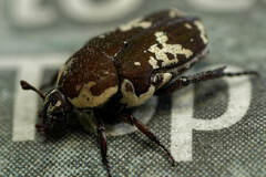 Glycyphana darwinensis