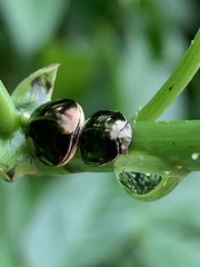 Brachyplatys subaeneus