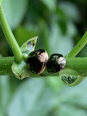Brachyplatys subaeneus
